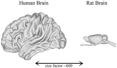 Role of Nuclear Imaging to Understand the Neural Substrates of Brain Disorders in Laboratory Animals: Current Status and Future Prospects